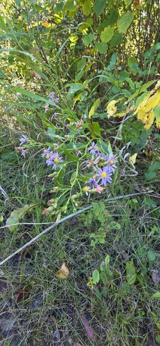 smooth blue aster