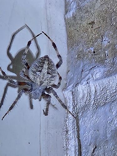 Spotted Orbweaver