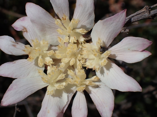 lesueur southern cross