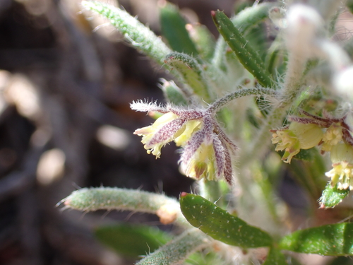 Heath Xanthosia
