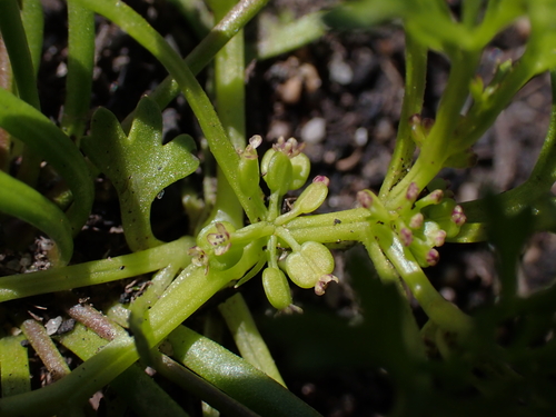 Homalosciadium homalocarpum