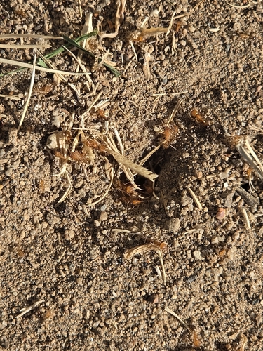 Southern Fire Ant