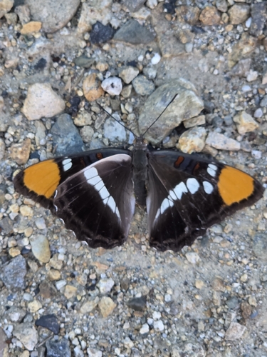 iNaturalist observation photo of California Sister