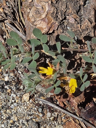 iNaturalist observation photo of foothill deervetch