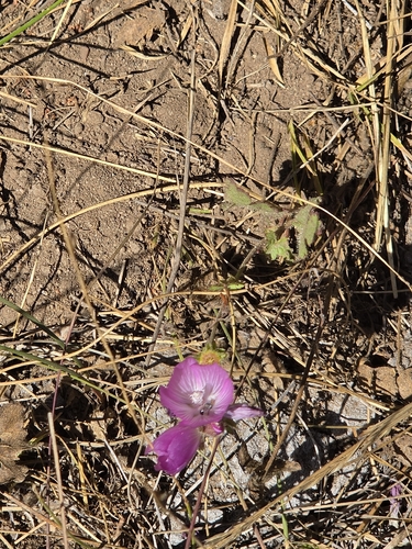 iNaturalist observation photo of Waxy Checkerbloom