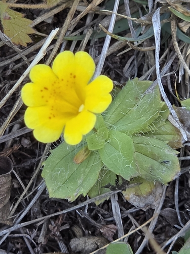 iNaturalist observation photo of primrose monkeyflower