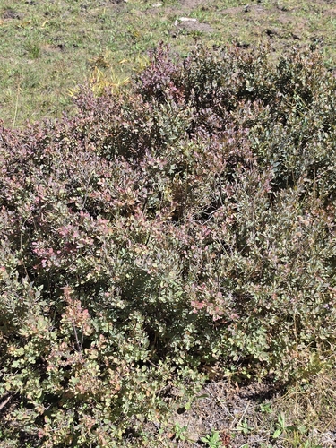 iNaturalist observation photo of bog bilberry