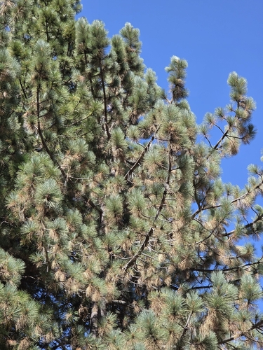 iNaturalist observation photo of Jeffrey pine