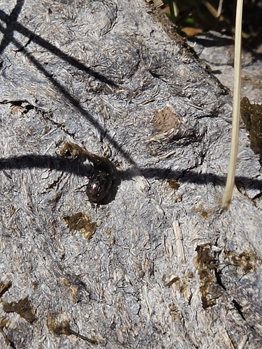 iNaturalist observation photo of Otophorus haemorrhoidalis