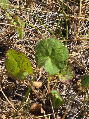 iNaturalist observation photo of Mallow and Hibiscus Family