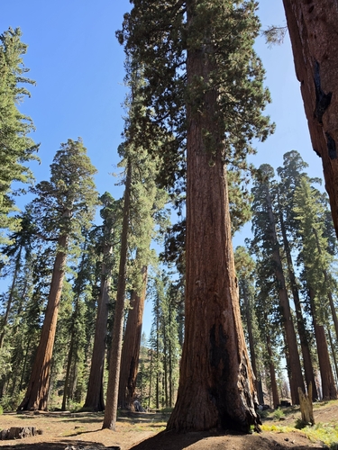 iNaturalist observation photo of giant sequoia