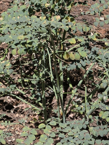 iNaturalist observation photo of Big deervetch