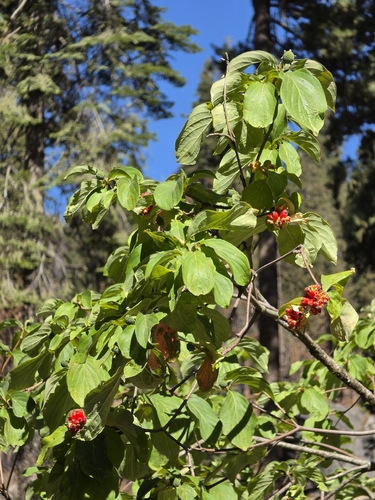 iNaturalist observation photo of Pacific Dogwood