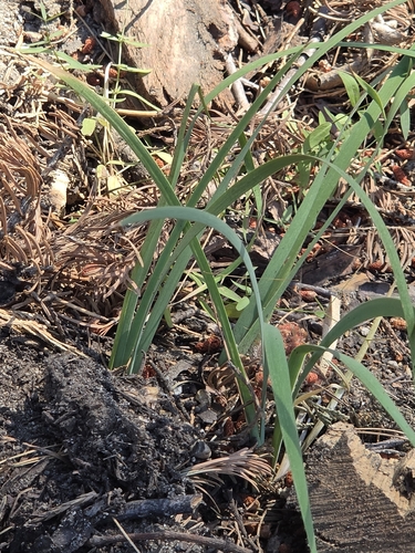 iNaturalist observation photo of Irises