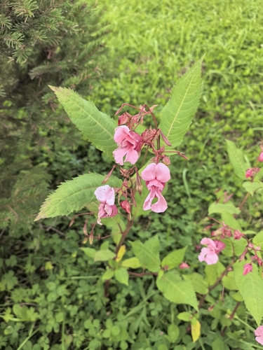 Himalayan balsam