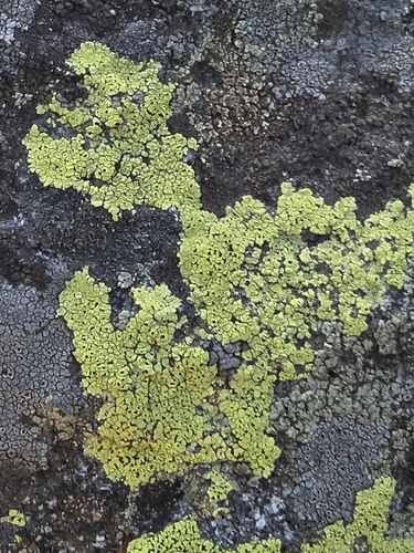 iNaturalist observation photo of Yellow Cobblestone Lichen