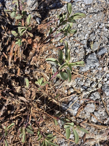 iNaturalist observation photo of Mountain Pride