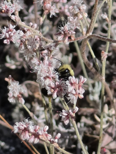 iNaturalist observation photo of Yellow-faced Bumble Bee