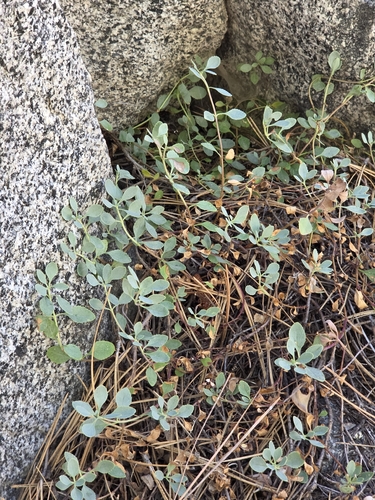iNaturalist observation photo of Mountain Pride