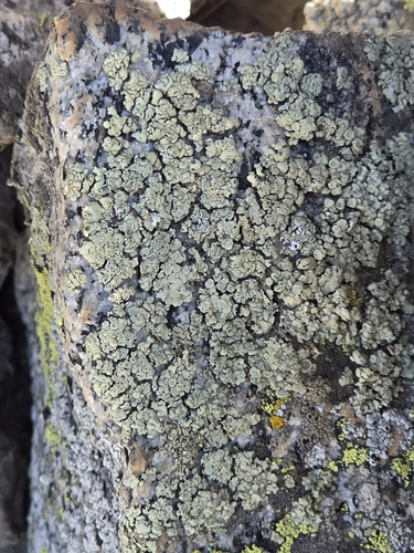 iNaturalist observation photo of Green Rock-posy