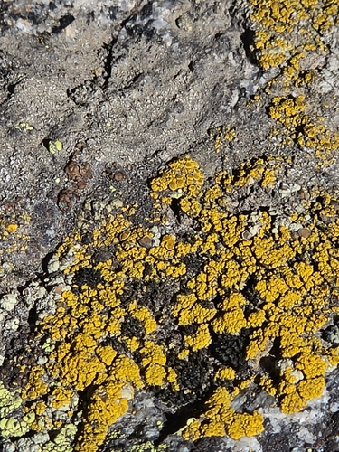 iNaturalist observation photo of Sagebrush Goldspeck Lichen