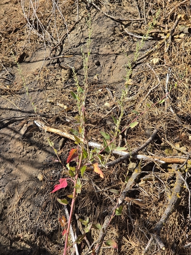 iNaturalist observation photo of Common Lambsquarters