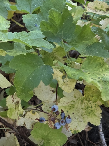 iNaturalist observation photo of mountain pink currant