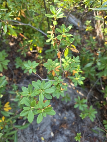 iNaturalist observation photo of rhododendrons and azaleas