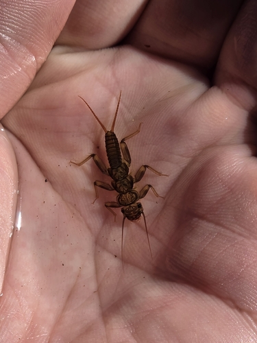 iNaturalist observation photo of Western Stonefly