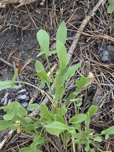 iNaturalist observation photo of Sheep's sorrel