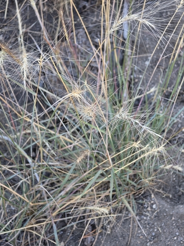 iNaturalist observation photo of Squirreltail