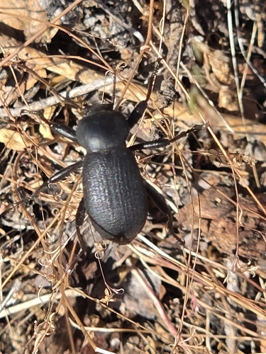 iNaturalist observation photo of Coelocnemis