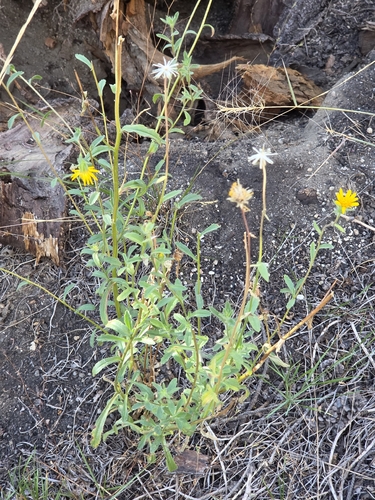 iNaturalist observation photo of shortleaved hulsea