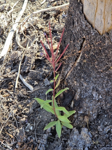 iNaturalist observation photo of fireweed