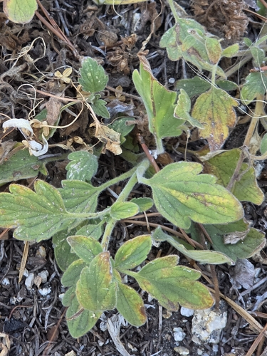 iNaturalist observation photo of Waterleaf phacelia