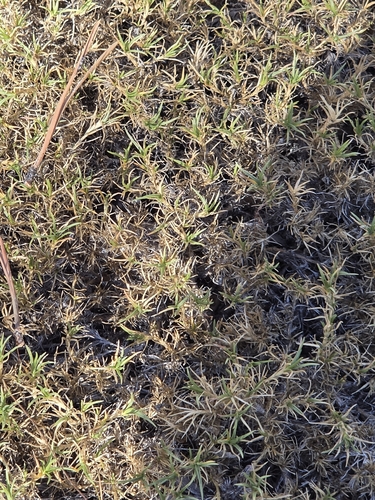 iNaturalist observation photo of spreading phlox