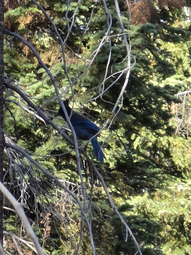 iNaturalist observation photo of Steller's Jay