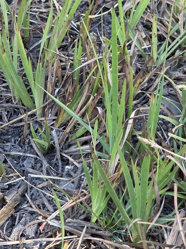 iNaturalist observation photo of monocots