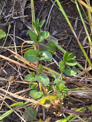 iNaturalist observation photo of American brooklime