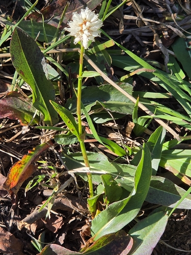 iNaturalist observation photo of American bistort