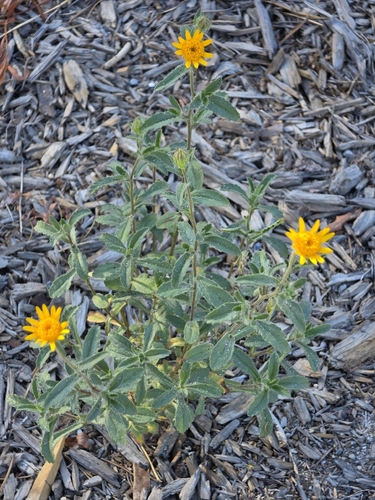 iNaturalist observation photo of shortleaved hulsea