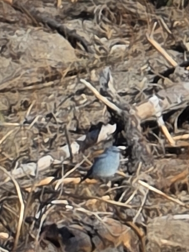 iNaturalist observation photo of Mountain Bluebird