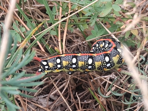 Leafy Spurge Hawkmoth