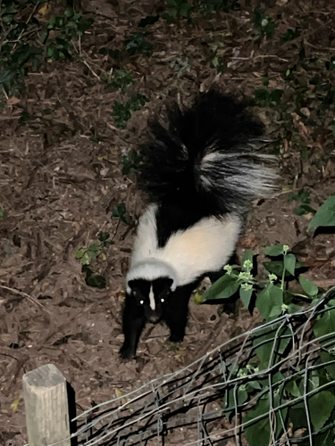 Striped Skunk