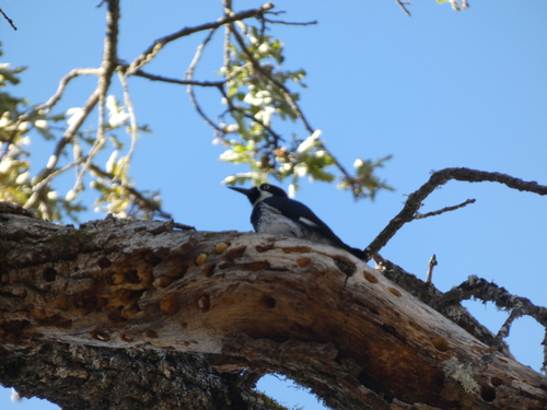 Acorn Woodpecker