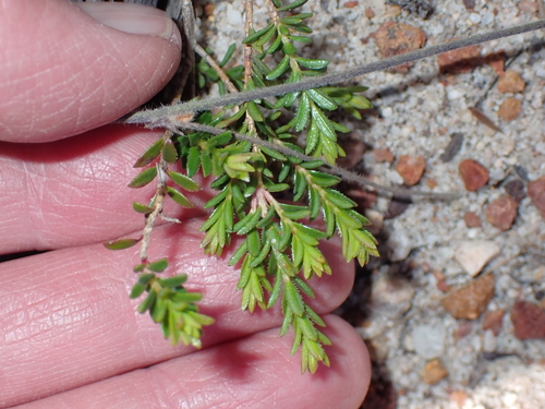 Darwinia sanguinea