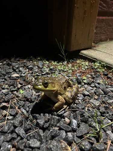American Bullfrog