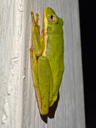 Green Treefrog