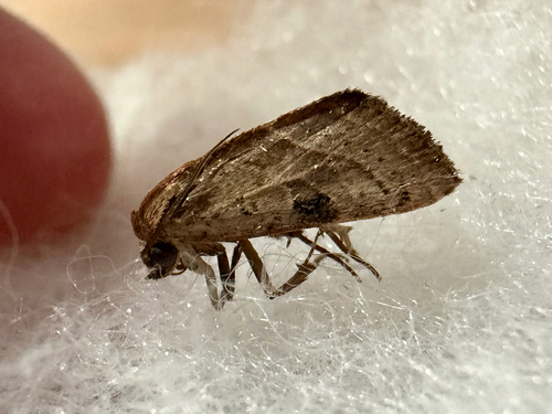 Wedgling Moth