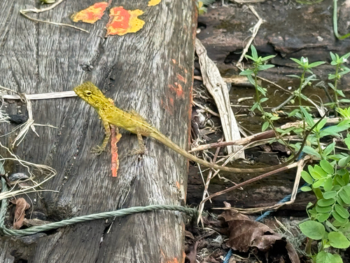Thai Garden Lizard